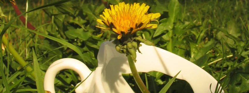 Eine zerbrochene Tasse liegt in der Wiese. Aus ihr wächst eine Löwenzahnblüte.