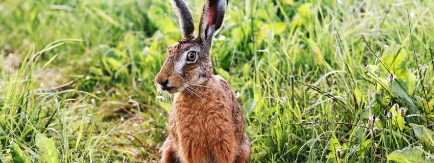 Hase auf Wiese