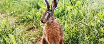 Hase auf Wiese